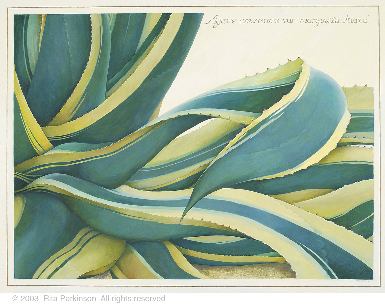 Parkinson, Rita | Catalogue the Exhibition of Botanical & Illustration