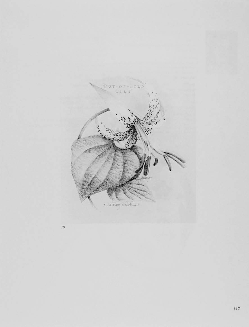 Stermer, Dugald Catalogue of the International Exhibition of